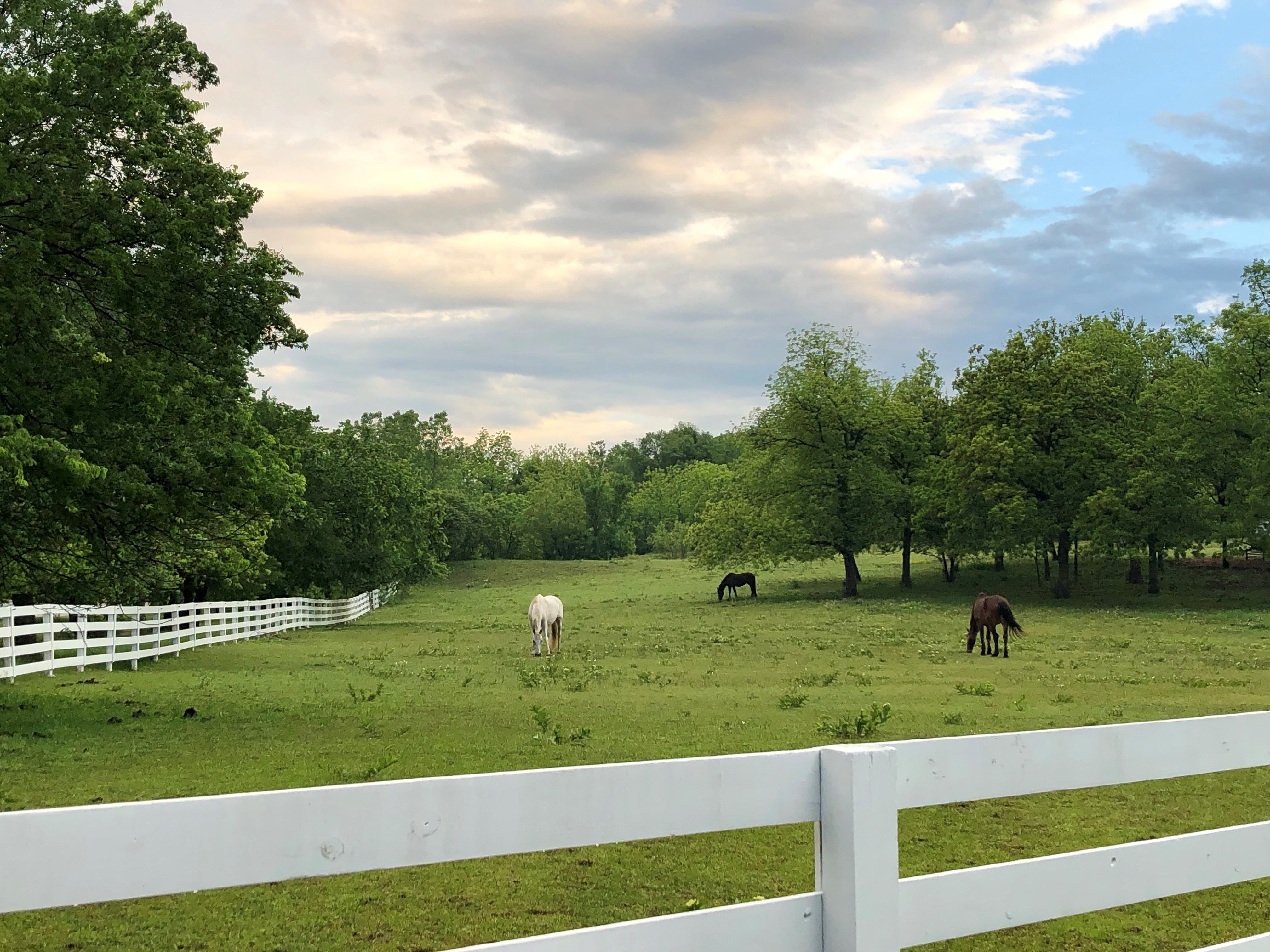 caption:Patina, LeGrand's Lipizzan, enjoys the pasture.