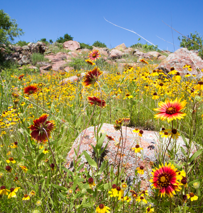 Wichita Mountains May 2019 2805