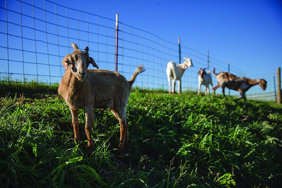Oklahoma City residents often can see the Hefner Canal goats around Lake Hefner, as they help maintain more than eighty acres. Photo by Brent Fuchs