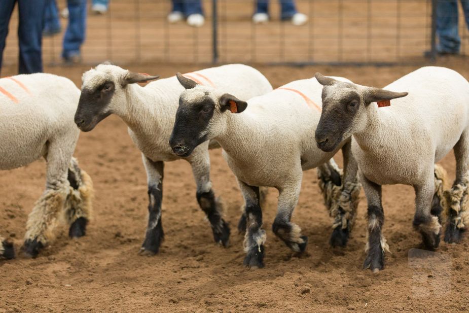 The Oklahoma State Fair in Oklahoma City hosts annual 4-H and FFA events, from livestock competitions to vegetable and fruit exhibits. Photo by Brent Fuchs
