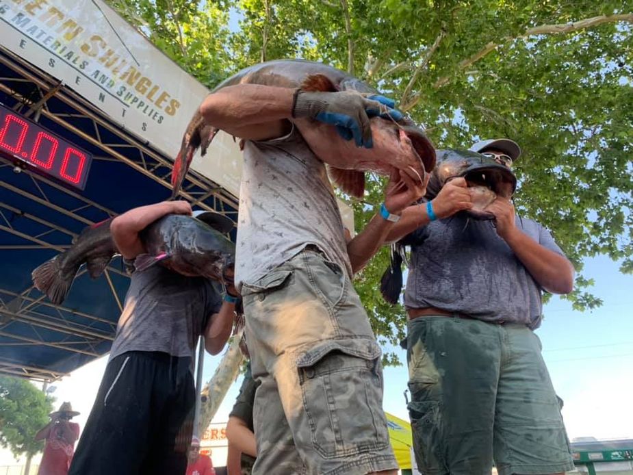 Adventurous noodlers will wrestle monster-sized catfish out of the water to vie for supremacy at the Okie Noodling Tournament in Pauls Valley. Photo courtesy Okie Noodling