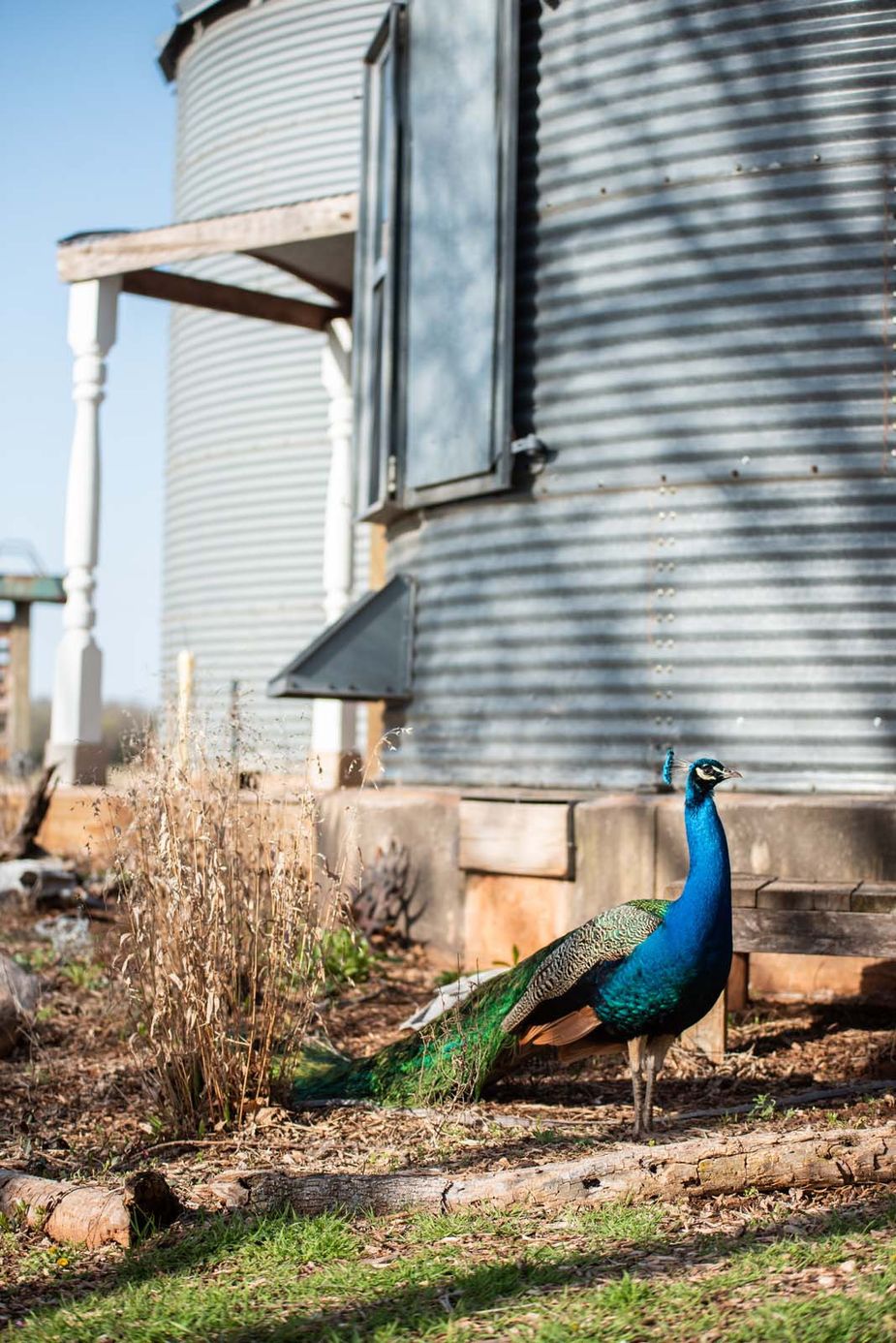 Wildlife makes a frequent appearance to the 3J Farms silos. Photo by Whitney Bryen