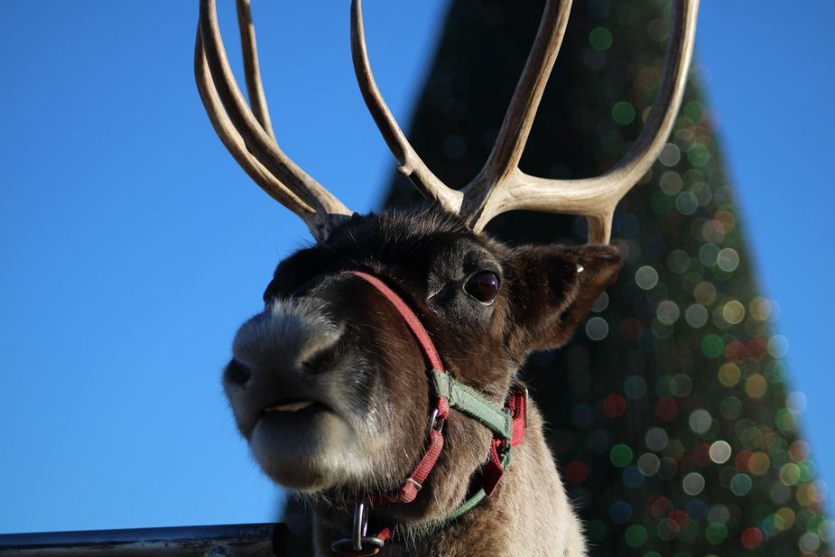 Reindeer, a camel, and more will be present during the Christmas Critters event this Satuday in Enid, part of The One holiday celebration. Photo courtesy The One Enid