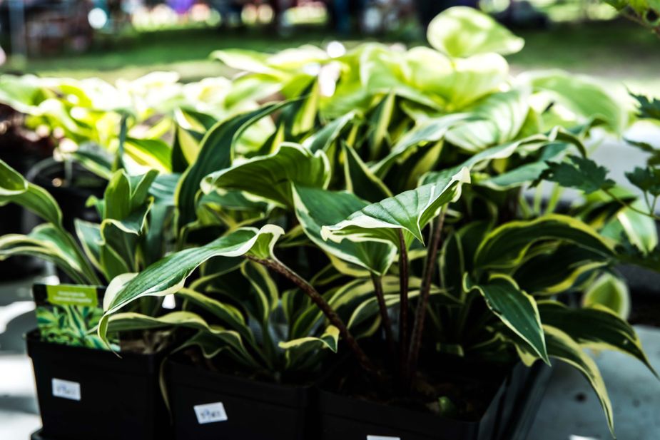 Crafted home and garden wares, herbs, and all sorts of organic plants will be available for purchase at this Saturday's Herb Festival in Ponca City. Photo courtesy Ponca City Herb Festival