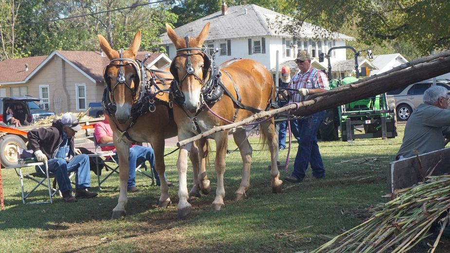 Celebrate the sweet success of sorghum in Oklahoma and see demonstrations of its historic milling process with a visit to the Wewoka Sorghum Festival. Photo courtesy Wewoka Sorghum Festival