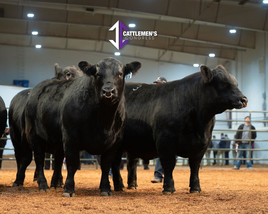 Livestock competitions and plenty of trade talk make the annual Cattlemen's Congress in Oklahoma City a can't-miss for those in the cattle and ranching industries. Photo courtesy Cattlemen's Congress