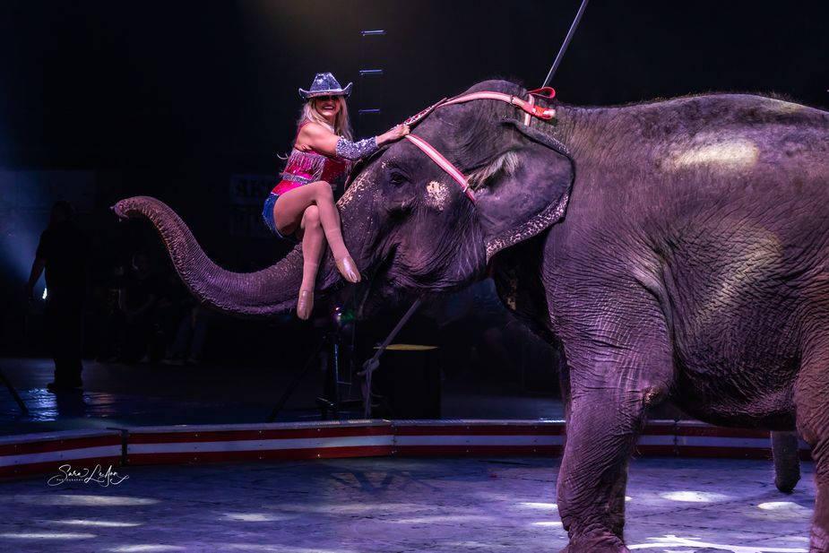 Elephants, camels, and other animals dazzle alongside trapeze artists, clowns, and more at the Akdar Shrine Circus at Tulsa's Expo Square Pavillion. Photo courtesy Akdar Shrine Circus