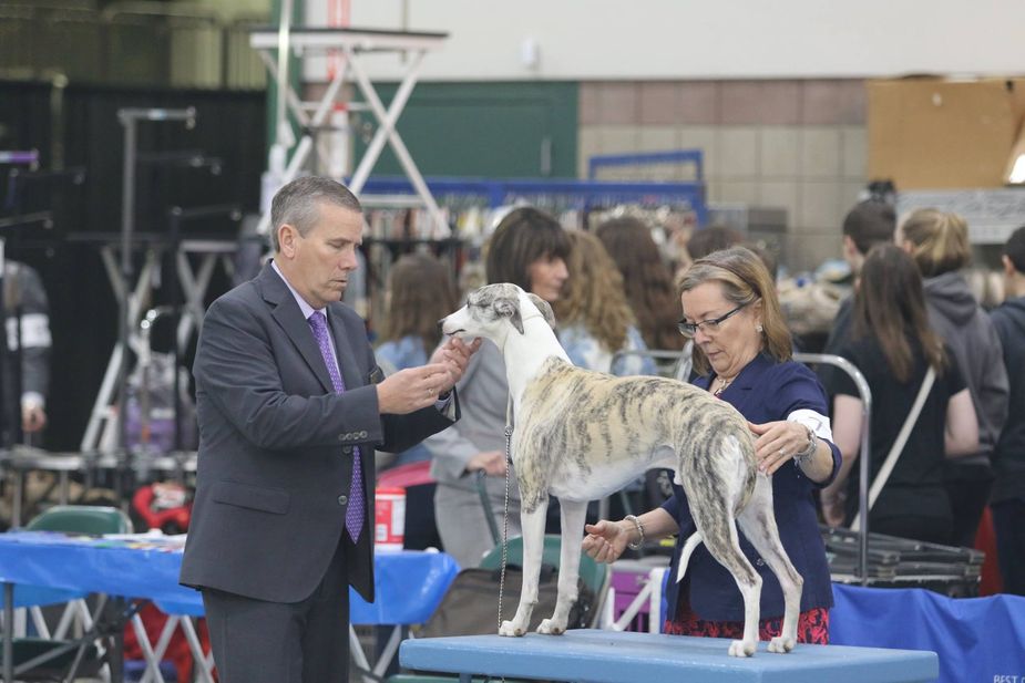 The top diggity dogs will vie for supremacy during the Claremore Kennel Club Dog Show at Claremore Expo Hall. Photo courtesy Claremore Kennel Club