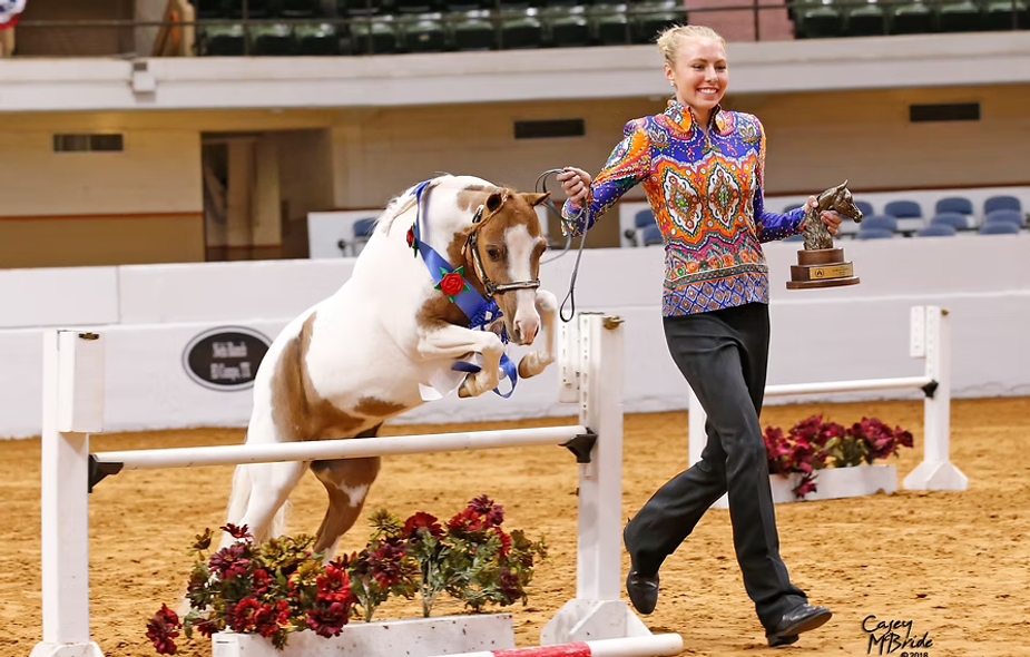 Small equines put on a big show during the American Miniature Horse Registry National Show at Tulsa's Expo Square. Photo courtesy American Miniature Horse Registry