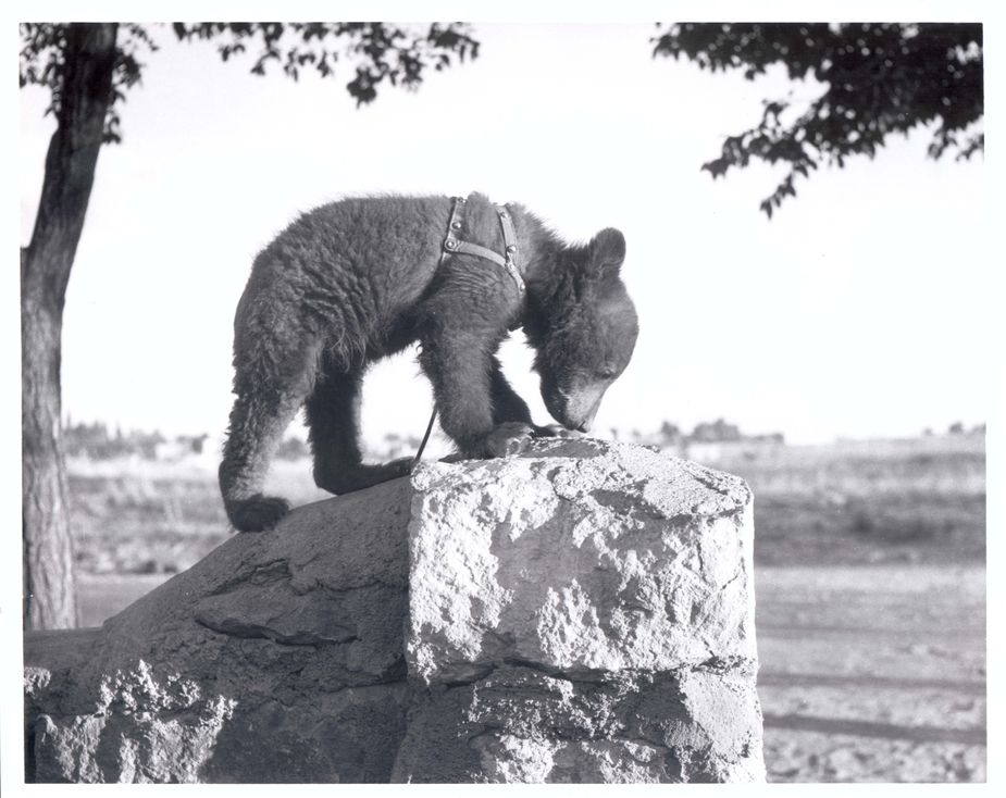 An orphaned bear cub was made the living symbol for Smokey Bear in 1950. Celebrate 80 years of the Smokey Bear campaign this Saturday at Robbers Cave State Park in Wilburton. Photo courtesy USDA National Agricultural Library