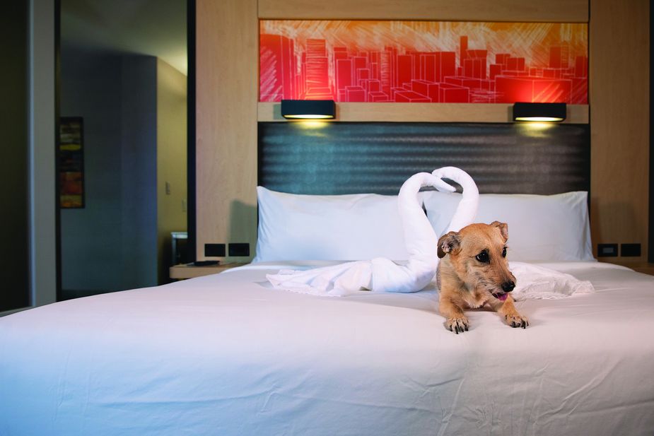 The dogs don't have to stay at home when visitors book a room at Aloft in Oklahoma City. Photo by Lori Duckworth