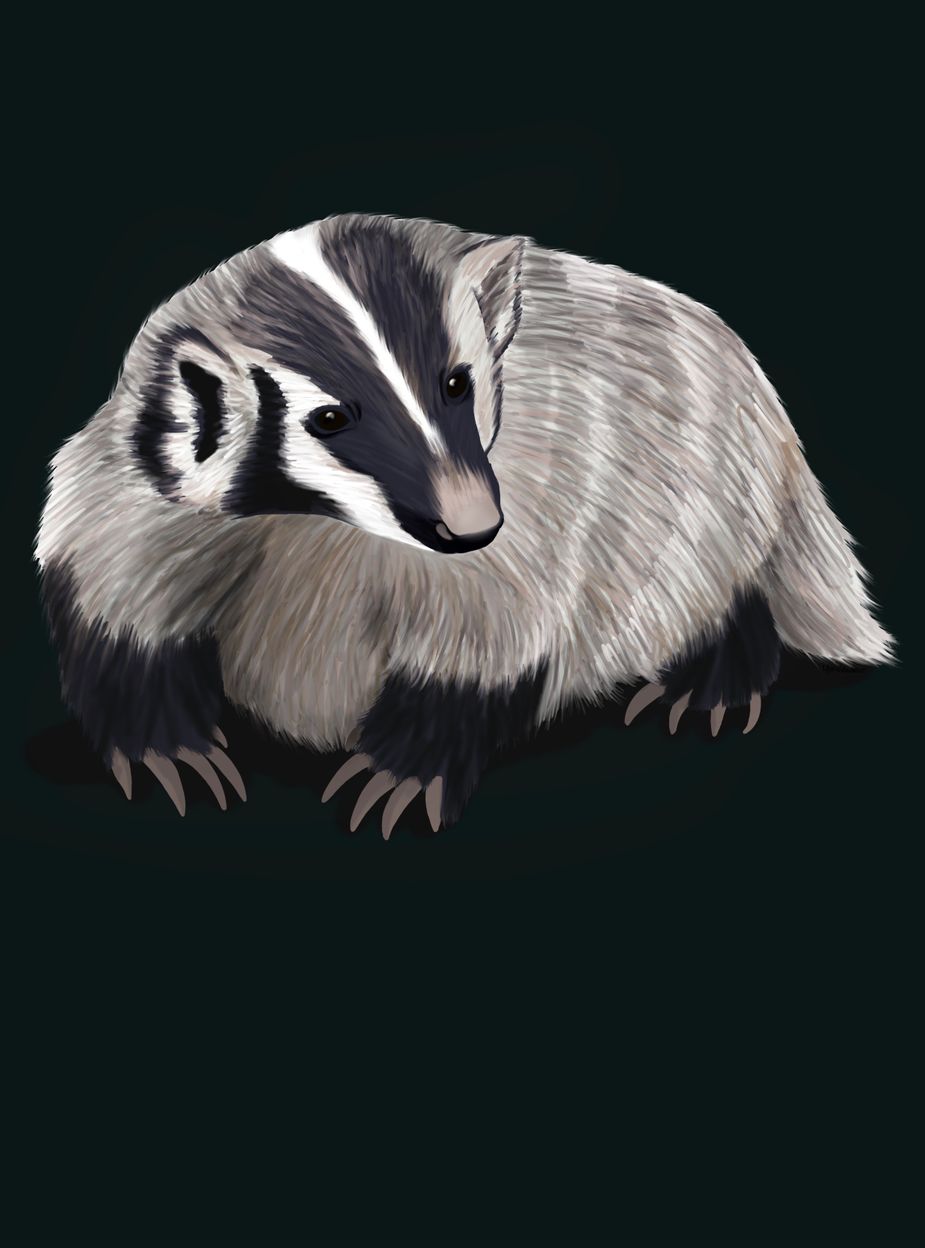 American Badger. Illustration by Lauren Rosenfelt