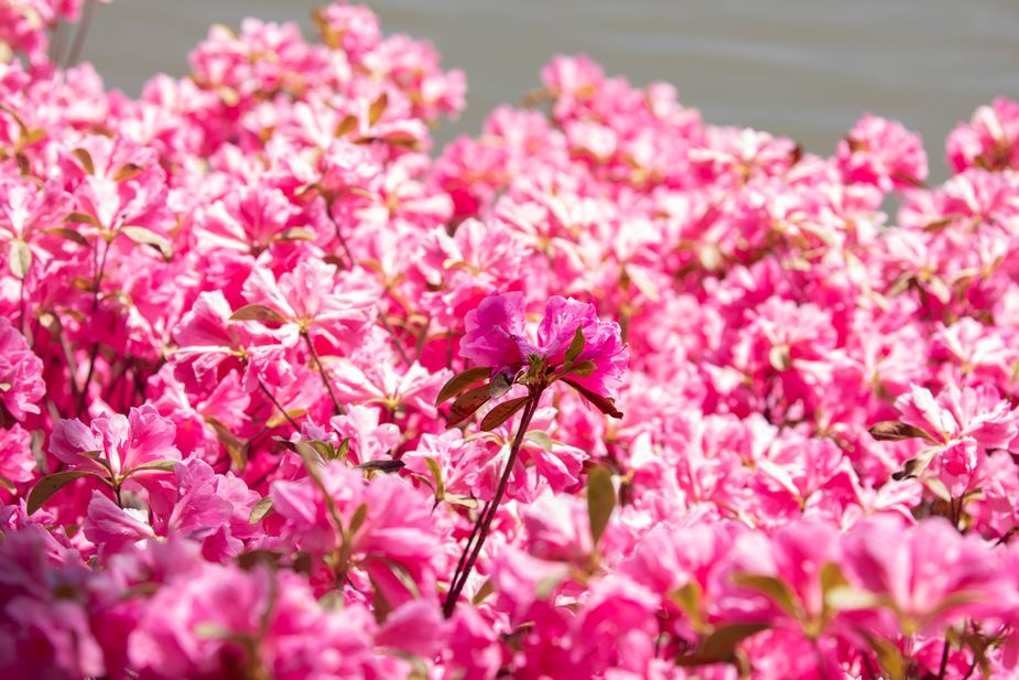 Amazing azaleas are cause for celebration all April long in Muskogee's Honor Heights Park during the annual Azalea Festival. Photo by Saxon Smith
