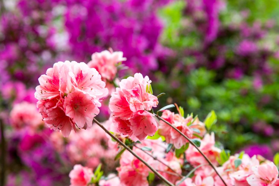 In Muskogee, April is all about azaleas. This week kicks off the city's annual Azalea Festival in Honor Heights Park, pairing a month's worth of events with natural beauty. Photo by Lori Duckworth