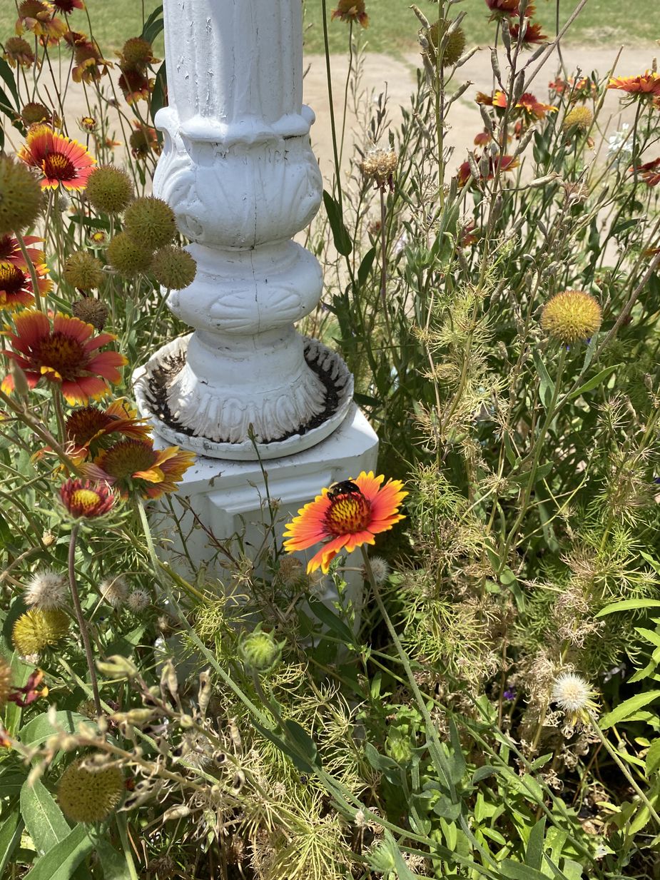 Neither the Indian blanket nor the bees buzzing around them give a flip that they’ll die soon. Photo by Karlie Ybarra