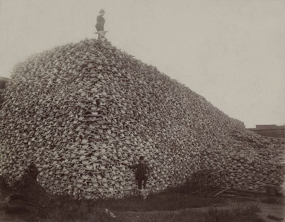 In this historic photo, a pile of bison skulls await processing for fertilizer or charcoal in Detroit. Photograph courtesy of Burton Historical Collection, Detroit Public Library.