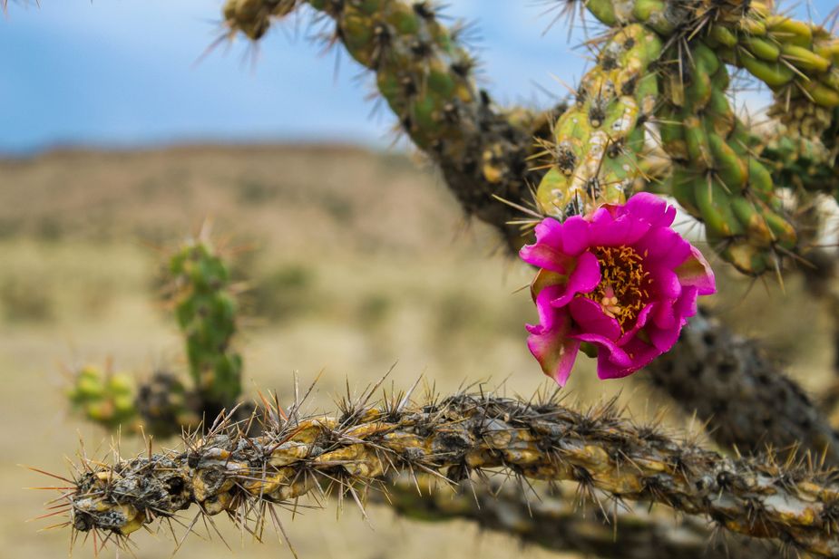 A flower blooms from one of the many cholla cacti that cover the grounds of Black Mesa. Photo by Haley Humphrey