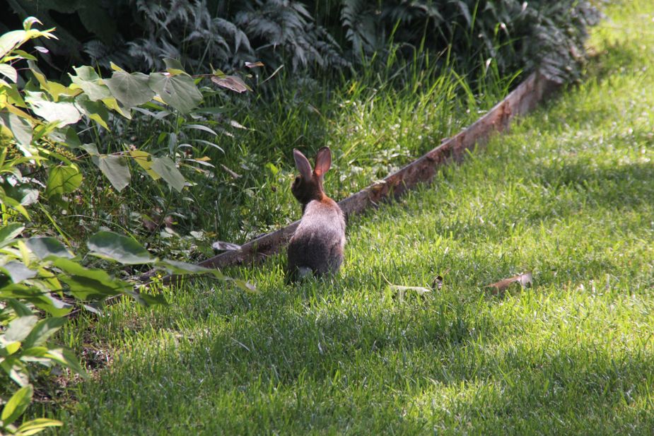 Philbrook's gardens are known for frequent sightings of animal denizens, including this rabbit. Photo by Nathan Gunter