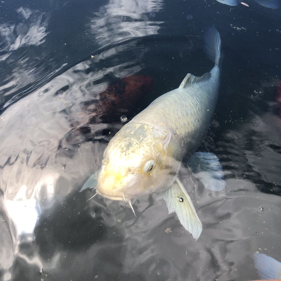 Someone once told me this white koi is the "mayor" of the pond behind the Philbrook Museum. I let him gnaw on my finger for a little while. Photo by Nathan Gunter