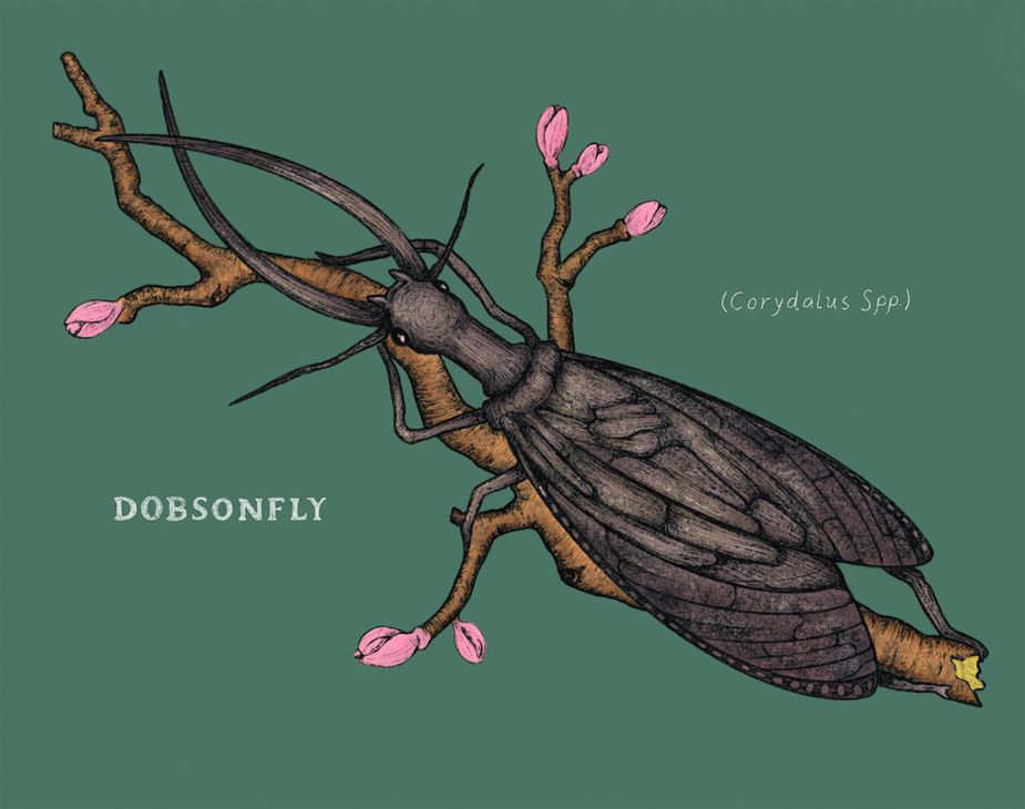 Dobsonfly illustration by Danielle Maniguet