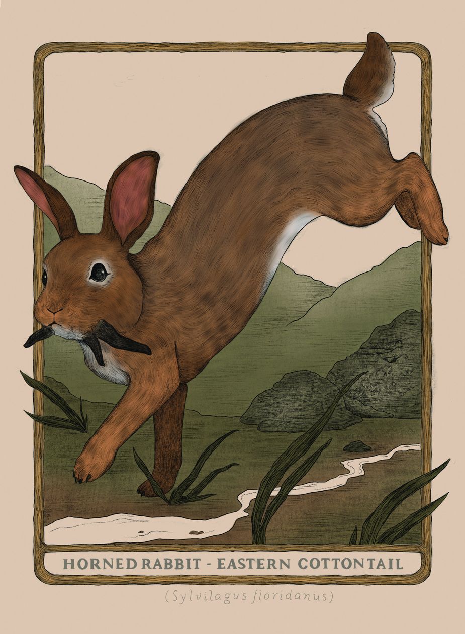 Eastern Cottontail illustration by Danielle Maniguett