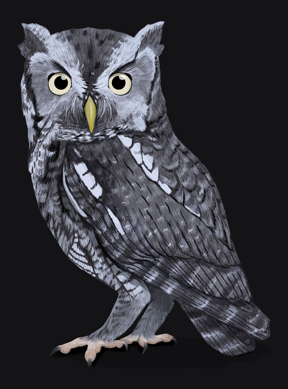 Eastern Screech-Owl. Illustration by Lauren Rosenfelt