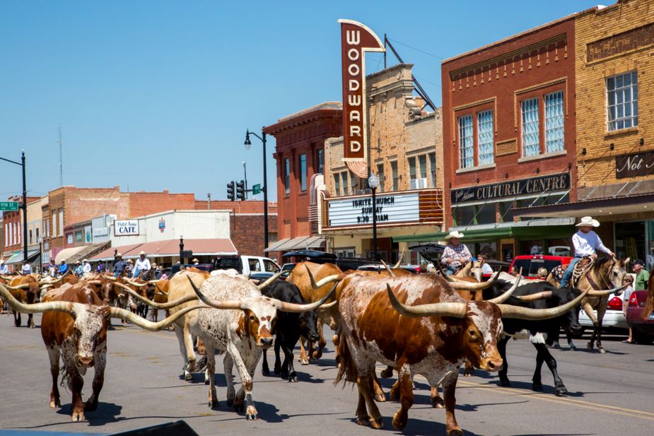 As part of every year's Woodward Elks Rodeo, cowboys drive longhorn cattle through downtown Woodward. Support Woodward Main Street at this year's Annual Banquet March 7. Photo by Lori Duckworth