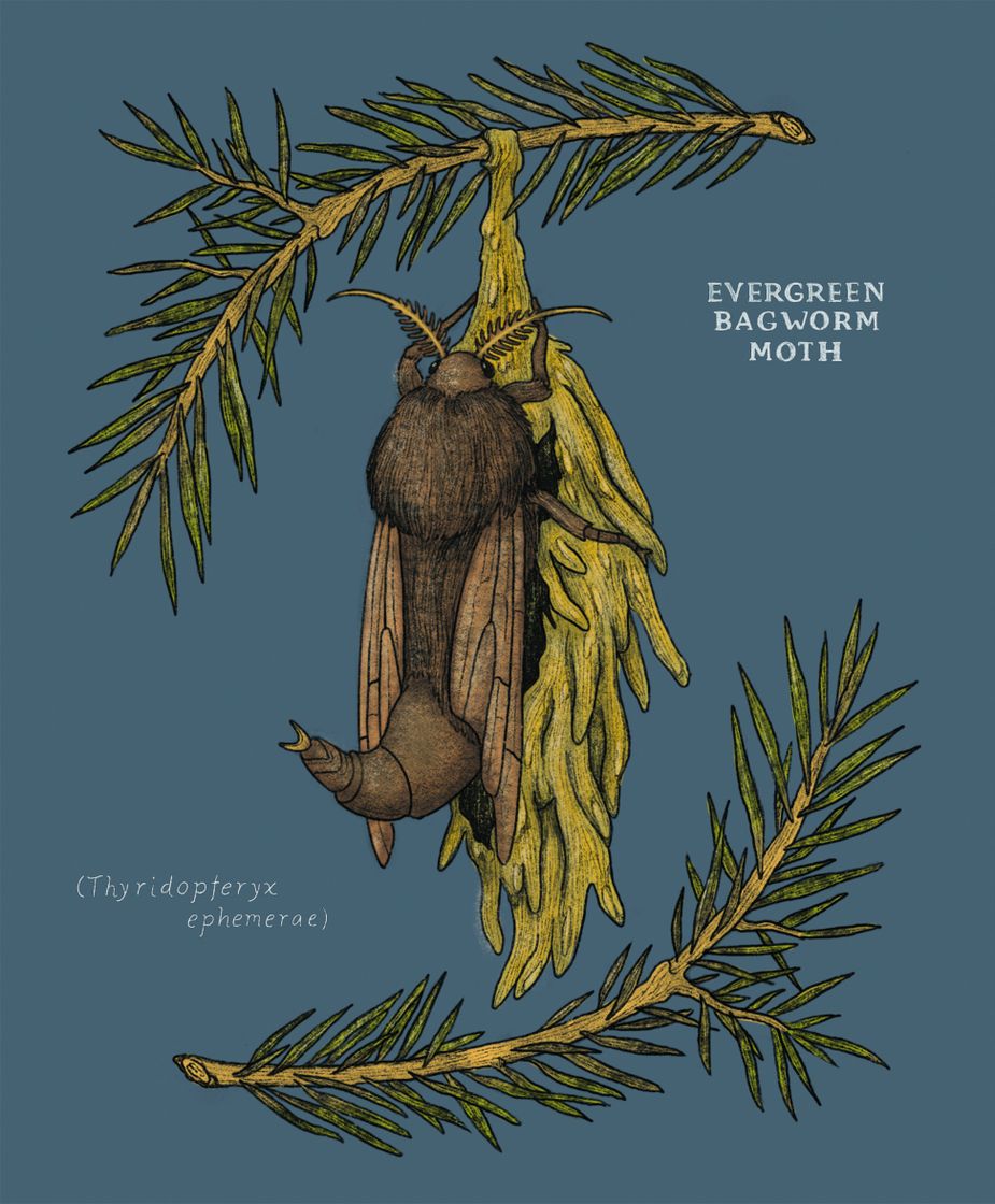 Evergreen Bagworm Moth illustration by Danielle Maniguet