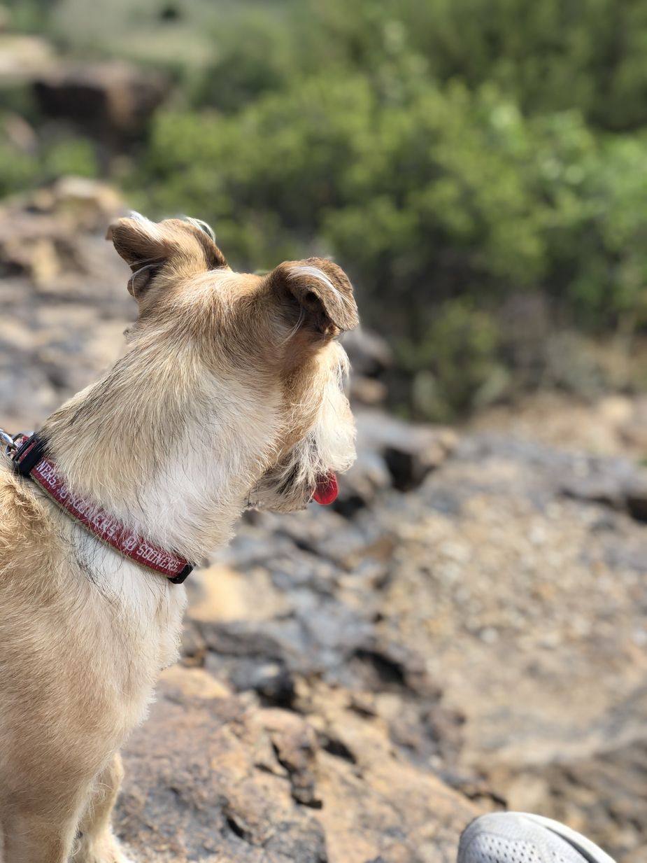 Aside from one unfortunate interaction with a cactus, Fred had no trouble hiking the 1.5 miles of trails at Black Mesa State Park. Black Mesa Bed & Breakfast is a dog-friendly facility, but owners Vicki and Monty Joe Roberts do ask for advance notice when bringing a pet.