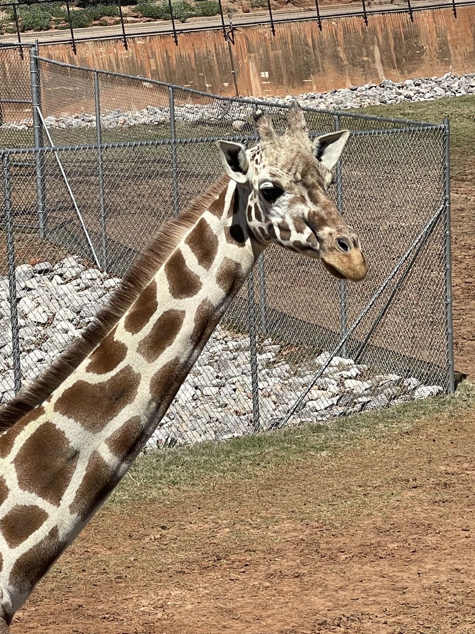 Meeting the giraffes at Expedition Africa in the Oklahoma City Zoo. Photo by Kiersten Stone