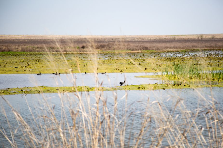 Head to Hackberry Flat Wildlife Management Area near Frederick for the Bird Migration Tours. Photo by Lori Duckworth