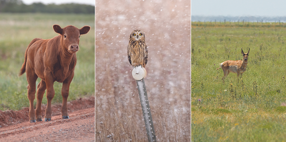 From the everyday to the more uncommon, many species of animals—including cows, owls, and pronghorn—make their homes on protected Oklahoma grasslands. Photos, from left, by Brent Fuchs, Mike Fuhr, Brent Fuchs