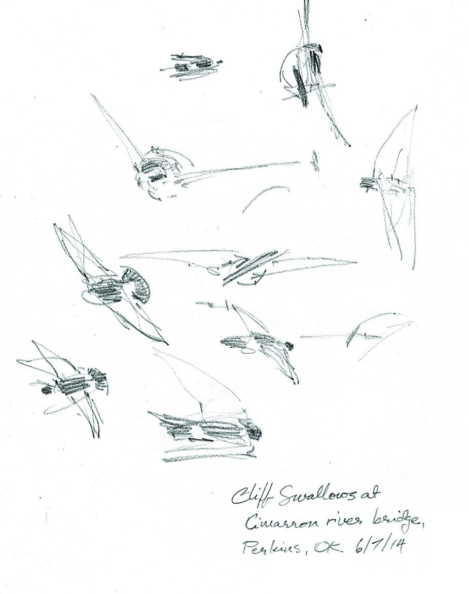 Though Thomas Nuttall eventually became a respected ornithologist, he primarily focused on flora during his time exploring the land that became eastern Oklahoma. Debby Kaspari’s pencil sketch, left, is of cliff swallows near Perkins. These compact migratory birds nest in Oklahoma in spring and summer before flying to South America in the fall to winter there.