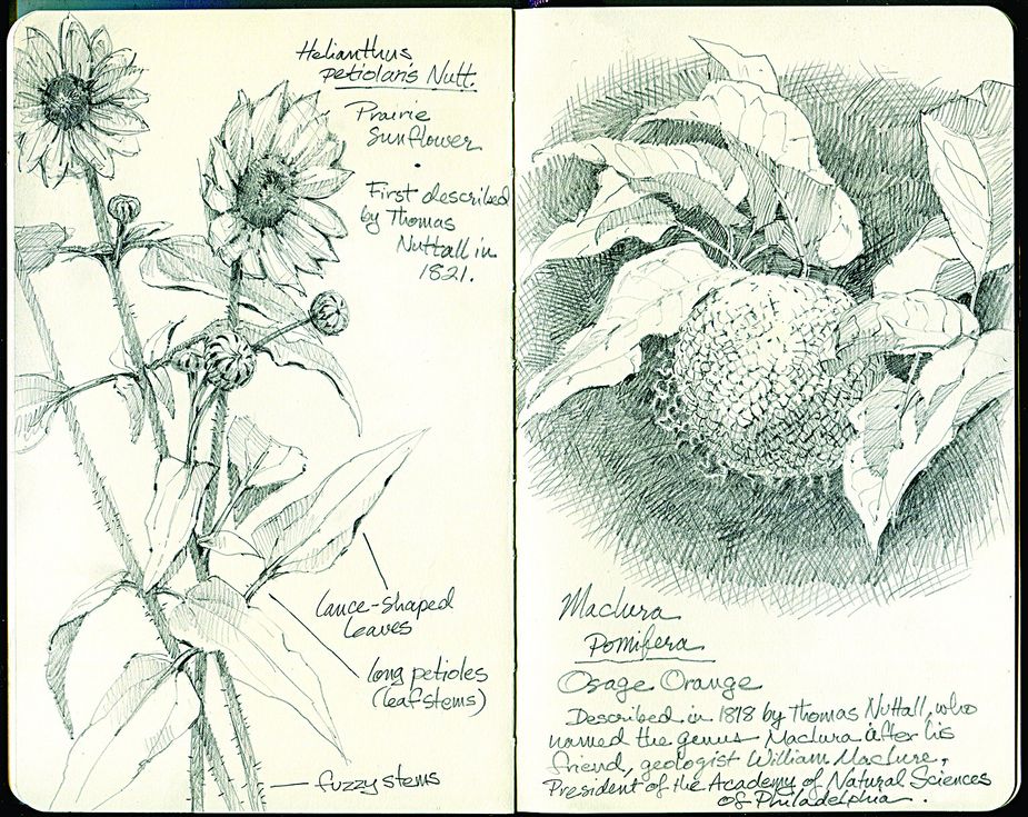 Helianthus petiolaris, a prairie sunflower, and Maclura, a member of the mulberry family, both were recorded by Thomas Nuttall during his 1819 journey through what would become eastern Oklahoma.