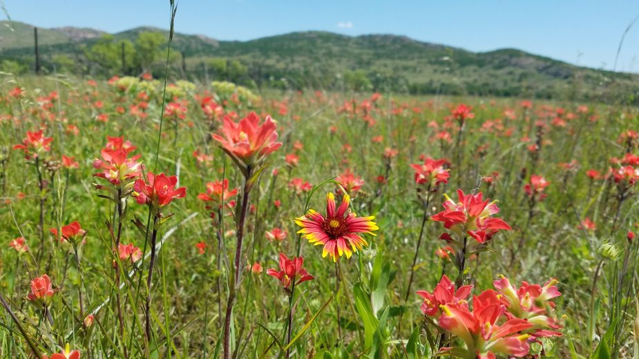 Indian Blanket surrounded by Indian Paintbrush. Photo by Megan Rossman