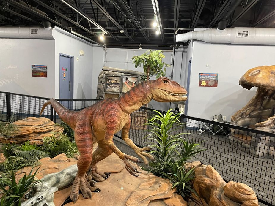 Not a veloceraptor, but a deinonychus is among the dino models traveling through the Jasmine Moran Children's Museum. Photo by Nathan Gunter