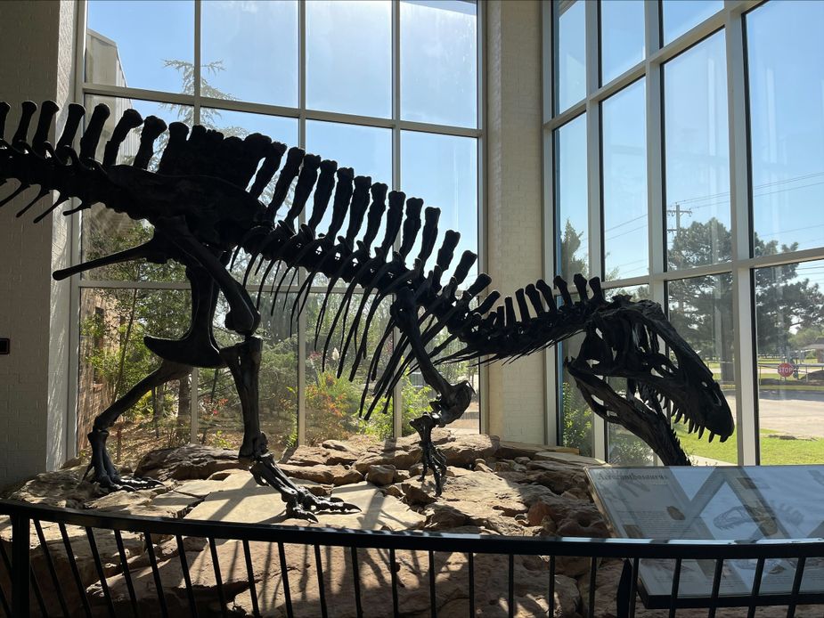 A cast skeleton of Acrocanthosaurus atokensis greets visitors to the Jasmine Moran Children's Museum. Photo by Nathan Gunter