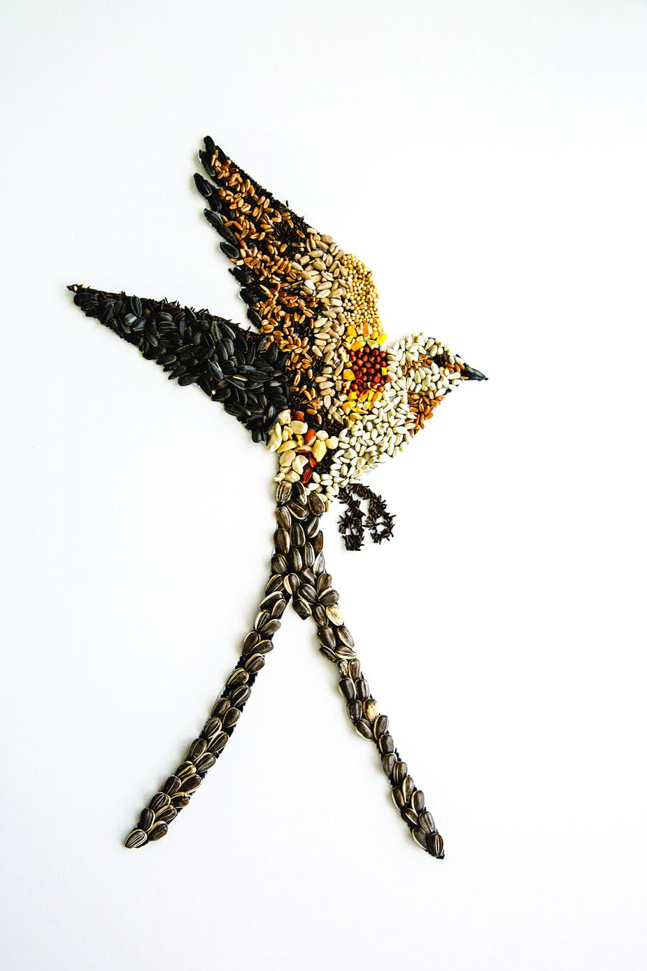 Karlie and Lori's award-winning scissortail flycatcher illustration