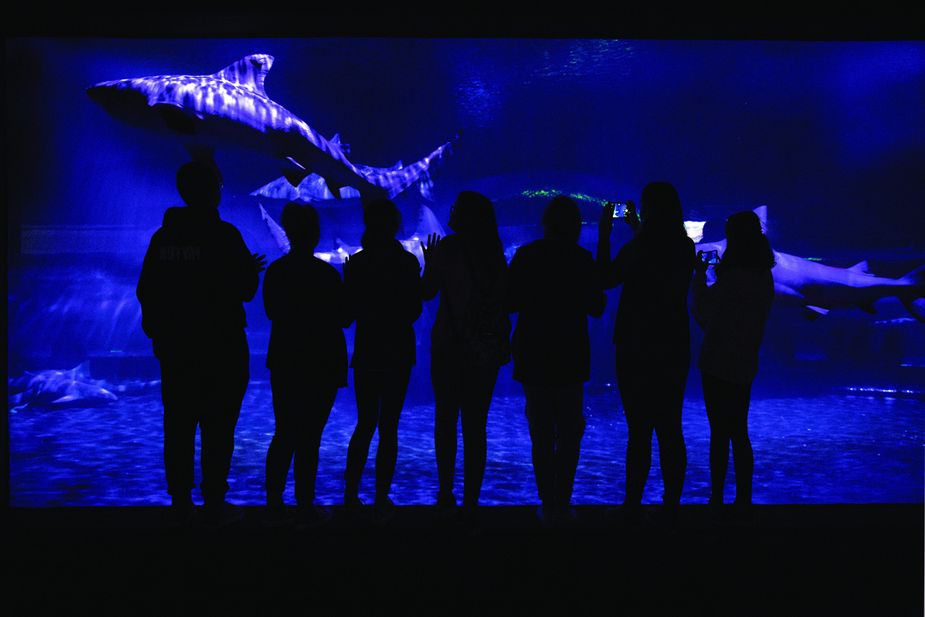 In addition to arguably being the main attraction at the Oklahoma Aquarium in Jenks, the Shark Adventure exhibit features the world's largest collection of bull sharks, who share their tank with nurse sharks. Photo by Lori Duckworth