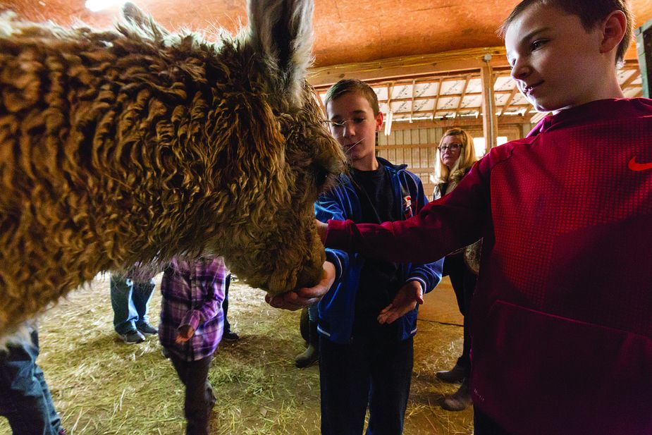 Feel the luxury of alpaca fleece and watch the animals perform at the Oklahoma Blastoff Alpaca Show in Chickasha. Photo by Lori Duckworth