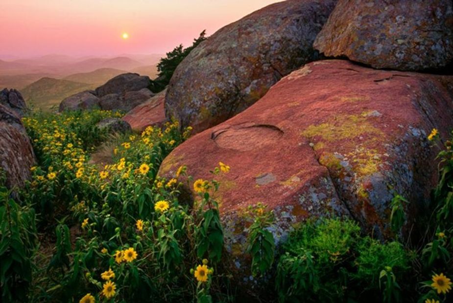 The Wichita Mountains Wildlife Refuge is host to many varieties of wildflowers, like coreopsis, also known as tickseed, seen here. Photo by Inge Johnsson 