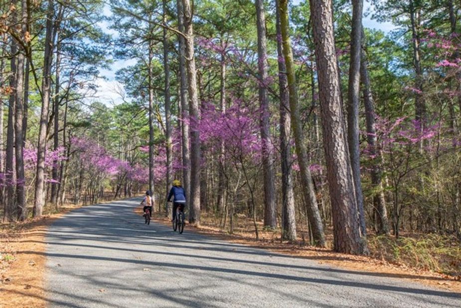 Redbuds stun in March and April at Robbers Cave State Park. Photo by Saxon Smith