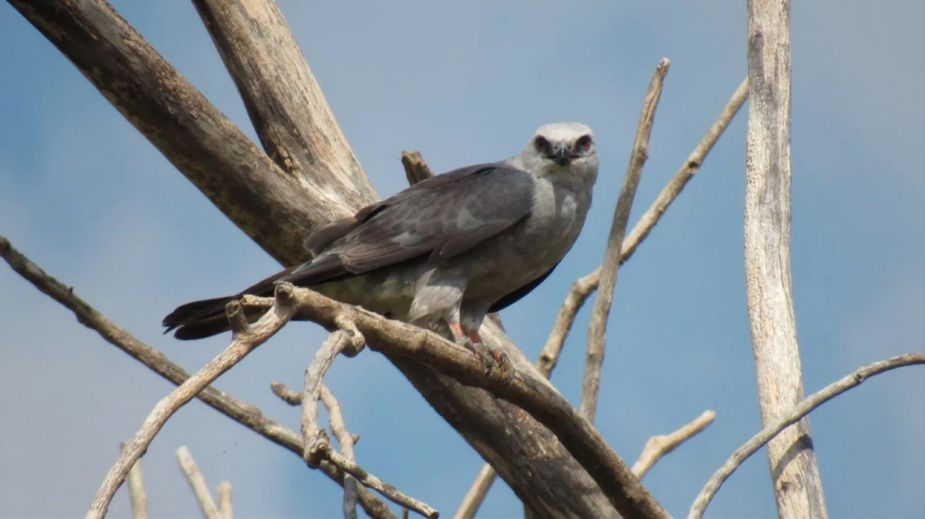 Mississippi kites can be found in Oklahoma during the hotter months, but they prefer to spend their winters south of the equator. Photo courtesy Oklahoma Deptermant of Wildlife