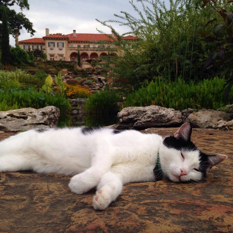 Philbrook's cats are waiting for your letters. Photo courtesy Philbrook Museum of Art