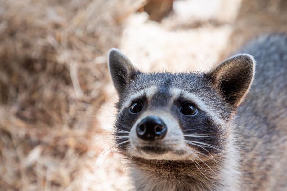 Scout is one of the residents at the Bernice Nature Center at Grand Lake State Park. Photo by Saxon Smith