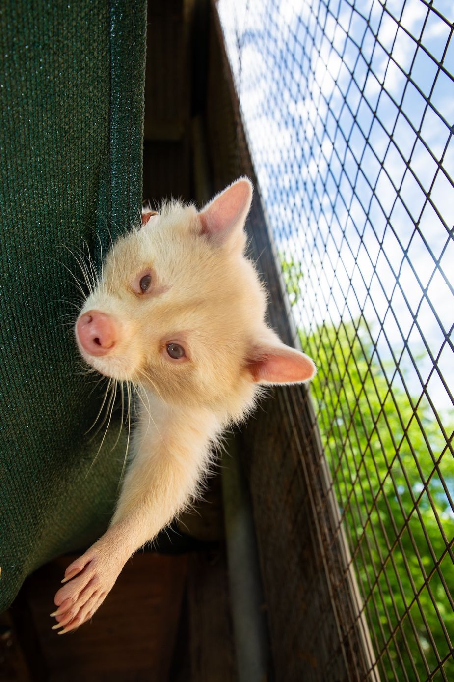 Little Bit is another raccoon resident at the Bernice Nature Center. Born from an albino mother, Little Bit retains partial pigmentation, known as leucism. Photo by Saxon Smith