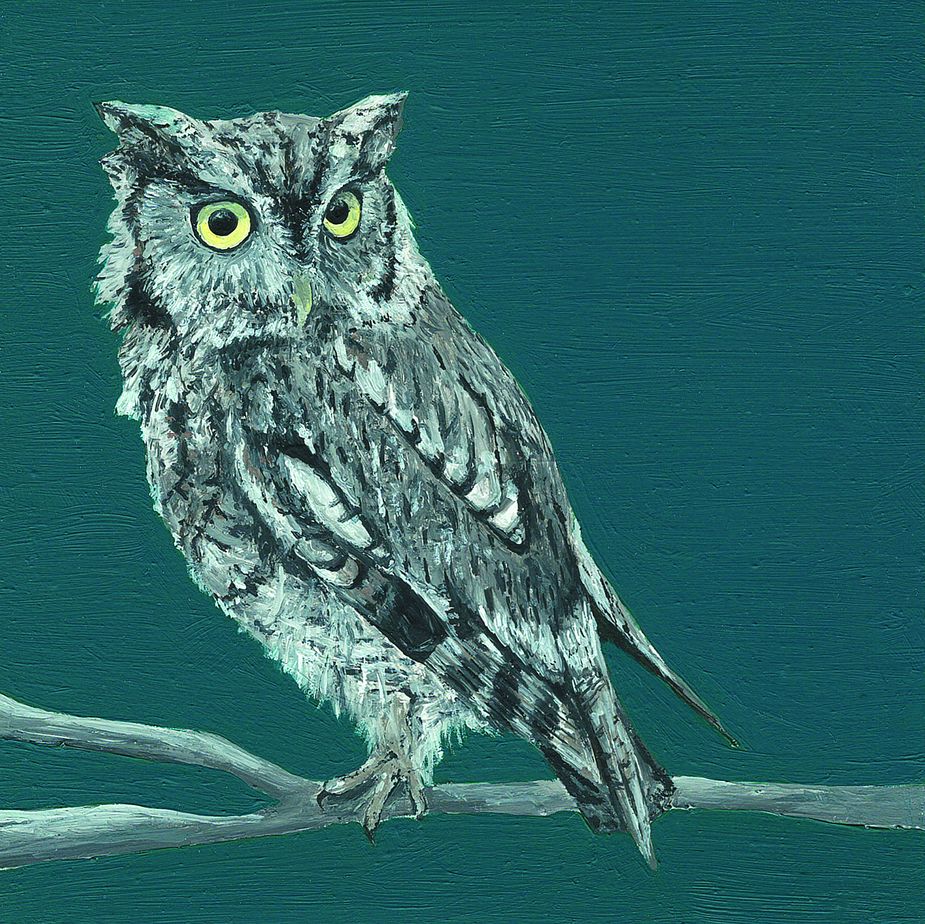 "Eastern Screech Owl" by Nora Hall 