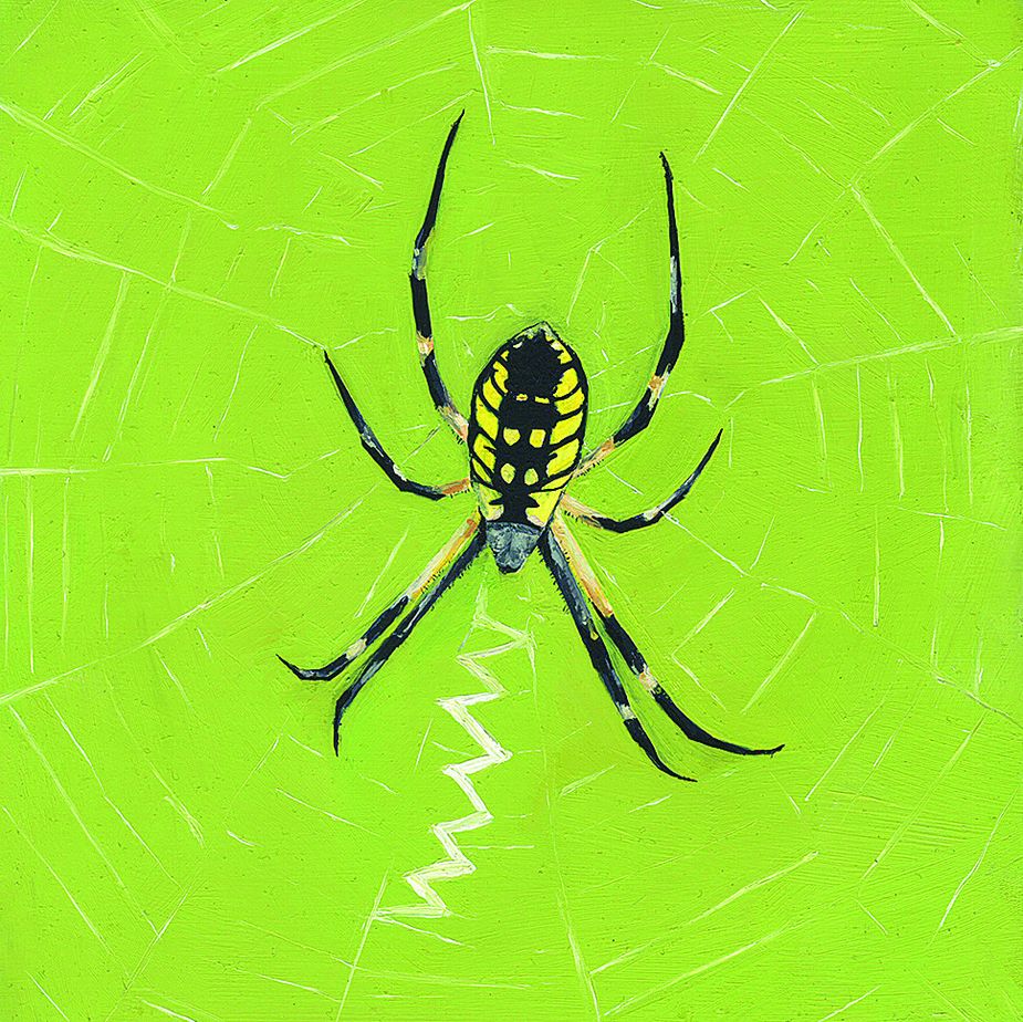 "Garden Orb Spider" by Nora Hall