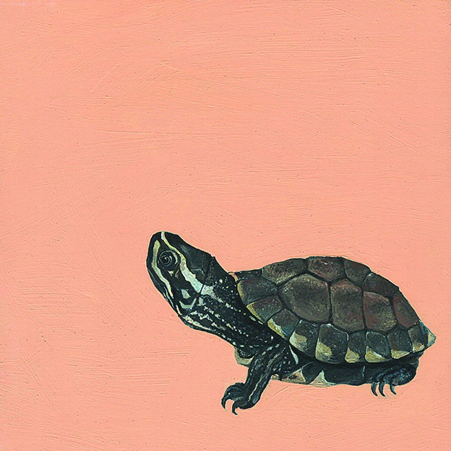 "Stinkpot Turtle" by Nora Hall