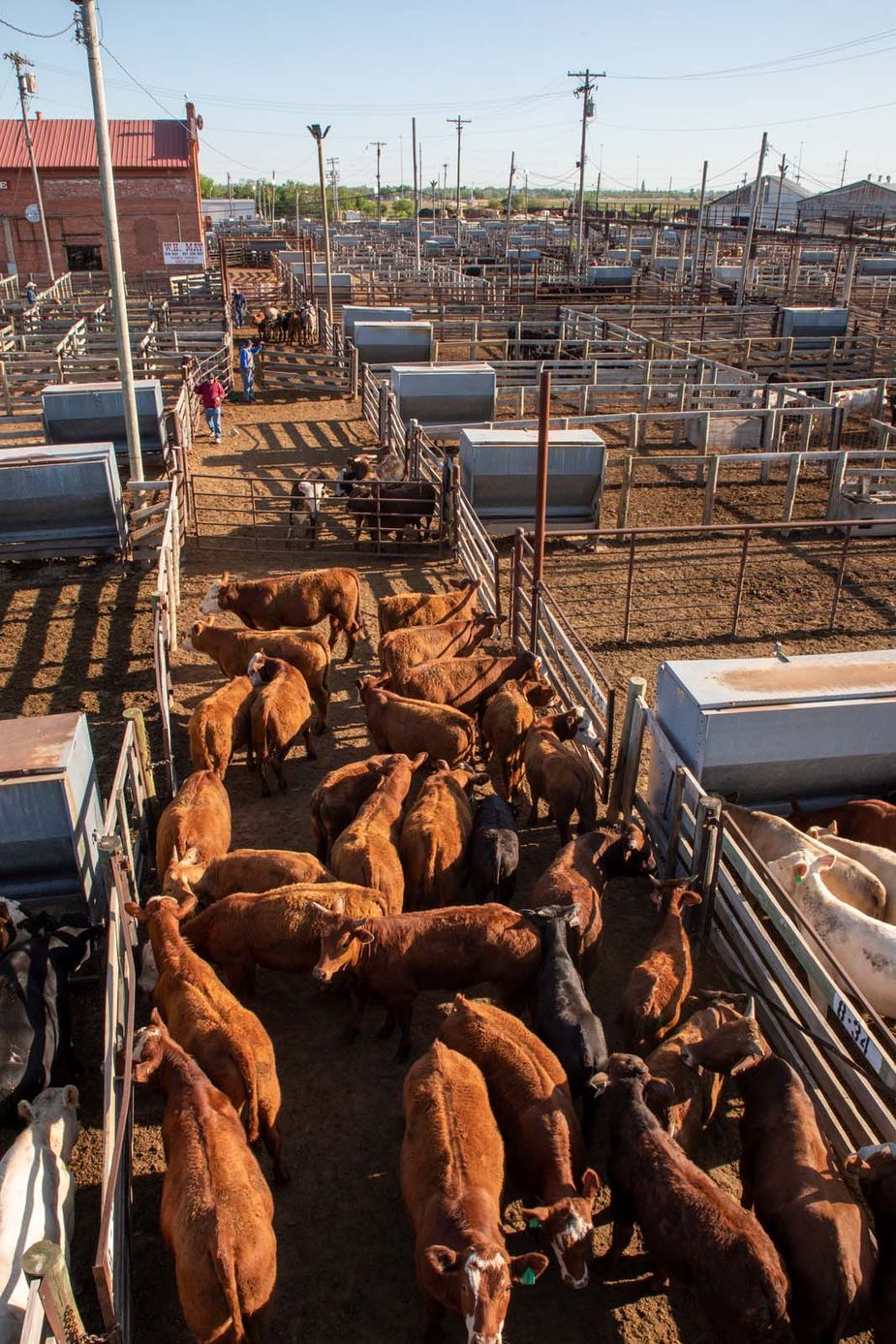 Founded in 1910, the Oklahoma City National Stockyards is the largest stocker and feeder cattle market in the world. More than a hundred million cattle have passed through over the course of its history. Photo by Lori Duckworth